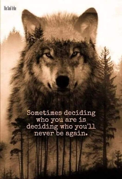 Wolf Pack Quotes, Lone Wolf Quotes, Wolf Quotes, Wolf Spirit Animal, Wolf Love, She Wolf, Wolf Pictures, Wolf Spirit, A Sheep