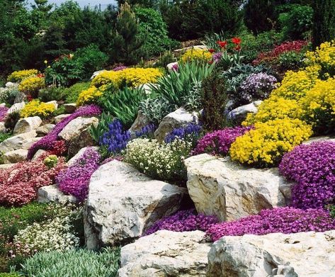 plantes de rocaille rampantes plein soleil alyssum phlox aubrieta arabis Boulder Garden Edging, Dream Garden Backyards, Rockery Garden, Front Lawn Landscaping, River Rock Garden, Rock Garden Design, Fall Garden Vegetables, Sloped Garden, Recycled Garden