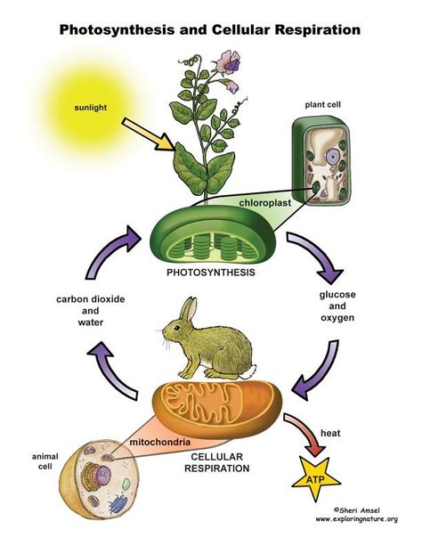 Great diagram for teaching photosynthesis and respiration. Has a blank on site to use for assessment. Cellular Respiration Diagram, Teaching Photosynthesis, Cellular Respiration And Photosynthesis, Cell Respiration, Photosynthesis And Cellular Respiration, Science Cells, School Biology, Cellular Respiration, Biology Classroom