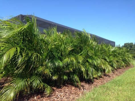 Areca palms make a great privacy screen when planted as a 'hedge row'. They have a maximum height of around 20' tall and form dense clumps. These palms need the consistent fertilization to keep from developing a yellowish appearance. PalmBoss provides fertilization services specific for palm trees that maintains their lush /green appearance. Palm Tree Landscaping, Palm Landscaping, Plants Around Pool, Hedges Landscaping, Dypsis Lutescens, Landscaping Around Pool, Tree Landscaping, Colorful Shrubs, Palm Tree Pictures