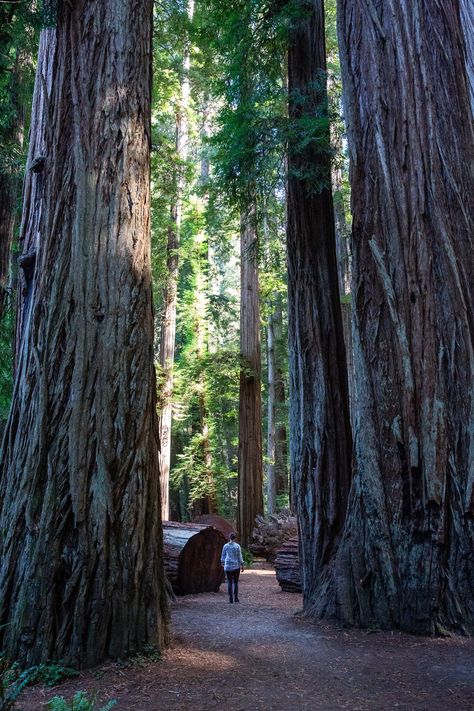 Where to Stay When Visiting the Redwood National Park — The Grah Life Redwoods National Park, Humboldt Redwoods State Park, Internal Peace, Fern Canyon, Backpacking Routes, Redwood Trees, Redwood National Park, National Parks Photography, The Redwoods