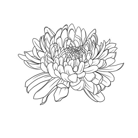 Japanese flower chrysanthemum  vector design Ai PDF SVG jpg EPS  tattoo etching woodcut style. #tattooideas #tattooinspiration #tattoodesigns #tattoostyles #inkedlife #bodyart Chrysanthemum Leg Tattoo, Chrysanthemum Tattoo Stencil, Japanese Flower Tattoo Stencil, Japanese Chrysanthemum Tattoo Design, Chrysanthemum Outline, Chrysanthemum Stencil, Japanese Chrysanthemum Tattoo, Chrysanthemum Tattoo Design, Chrysanthemum Illustration