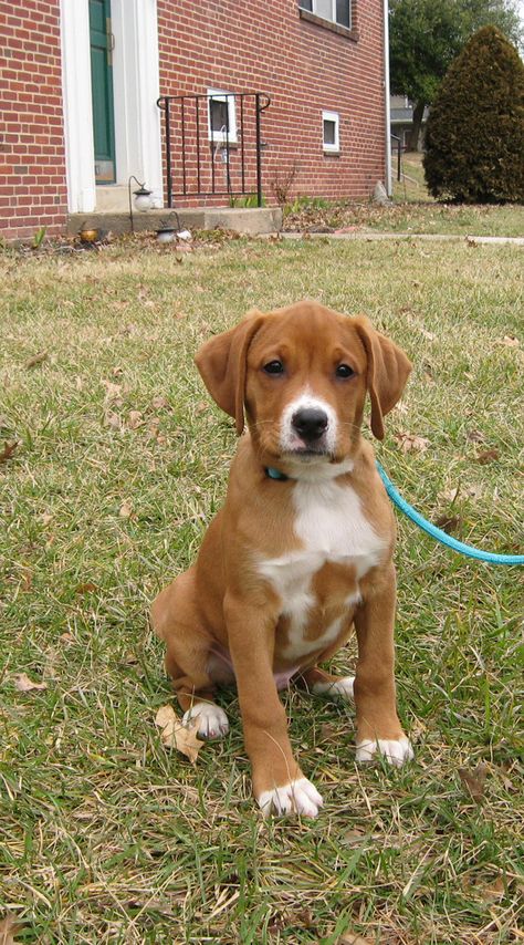 Luka, Boxer/Lab mix, 12 weeks Beagle Lab Mix Puppy, Boxer Lab Mix Dog, Boxer Mix Dogs, Lab Mix Dogs, Boxer Lab Mix Puppies, Boxador Puppies, Boxer Beagle Mix, Boxer Mix Puppies, Lab Mix Puppies