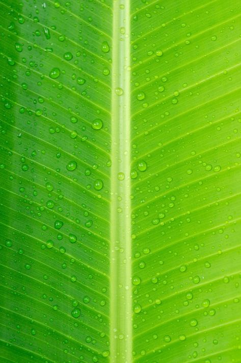 Banana Leaves Background, Banana Leaf Background, Orange Mushroom, Banana Leaf Wallpaper, First Youtube Video, Logo Design Video, First Youtube Video Ideas, Green Banana, Social Media Poster