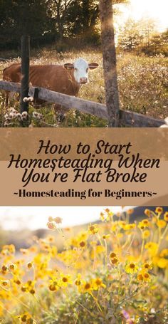 3acre Homestead Layout, Things You Need For Homesteading, Homestead On An Acre, In Town Homesteading, Animals For Homesteading, Farm Journal Ideas, Homesteading In Florida, How To Start A Garden From Scratch, 1 Acre Homestead Layout Small Farm