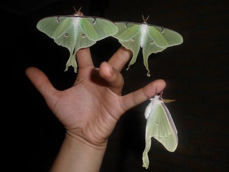 Actias luna — “Luna Moth” Giant Aesthetic, Giant Moth, Luna Aesthetic, Roxy Lalonde, Eridan Ampora, Dirk Strider, Luna Moths, Jade Harley, Guardians Of Childhood