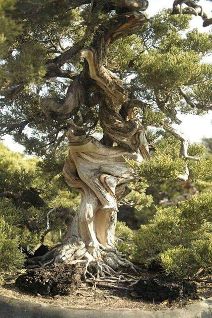 TYWKIWDBI      ("Tai-Wiki-Widbee"): Life lesson from a twisted tree Weird Trees, Bristlecone Pine, Twisted Tree, Old Trees, Ancient Tree, Old Tree, Unique Trees, Tree Hugger, Nature Tree