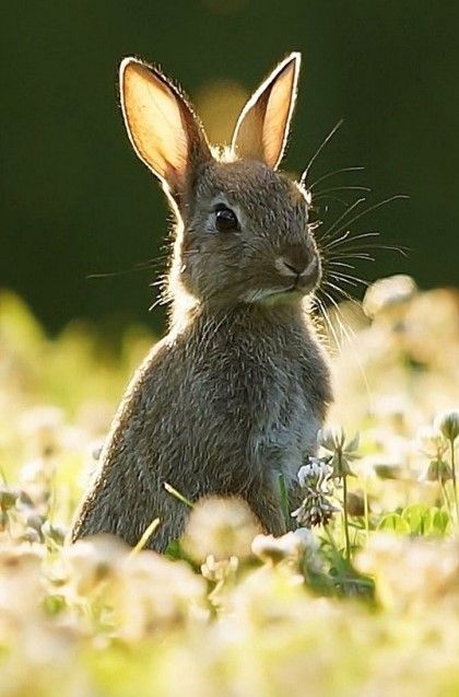 Bunny Pictures, Animal Reference, Animal References, Bunny Rabbits, Cute Critters, Woodland Creatures, Animal Wallpaper, Cute Creatures, Sweet Animals