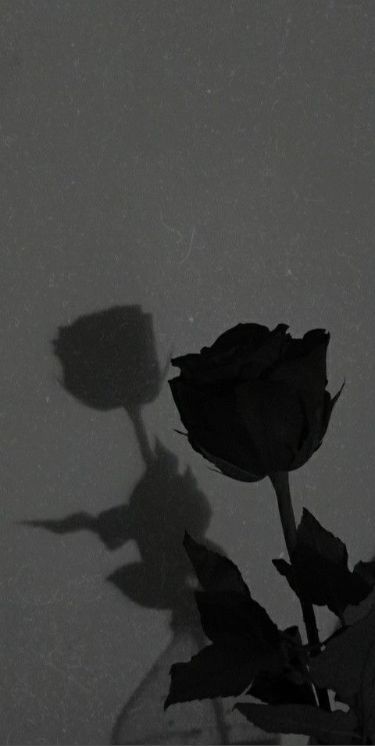 Black Roses Wallpaper, Black And White Roses, Pretty Wallpapers Tumblr, Vintage Flowers Wallpaper, Aesthetic Roses, Roses Wallpaper, Dark Flowers, Black Roses, Shadow Pictures