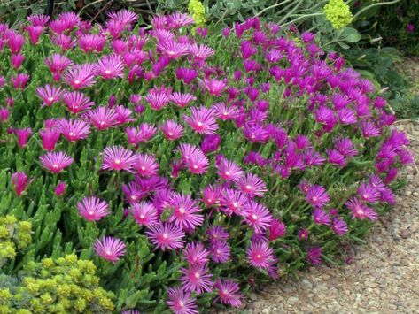 How to Grow and Care for a Purple Ice Plant (Delosperma cooperi): The drought tolerance of Purple Ice Plant makes it useful for xeriscaping... #delosperma #succulentopedia #succulents #CactiAndSucculents #WorldOfSucculents #SucculentLove #succulent #SucculentPlant #SucculentPlants #succulentmania #SucculentLover #SucculentObsession #SucculentCollection #plant #plants #SucculentGarden #garden #desertplants #nature #SucculentCare #GrowingSucculents #gardening #GardeningTips Delosperma Cooperi, High Country Gardens, Succulent Landscape Design, Denver Botanic Gardens, Waterwise Garden, Purple Succulents, Rock Garden Plants, Succulent Landscaping, Plant Succulents