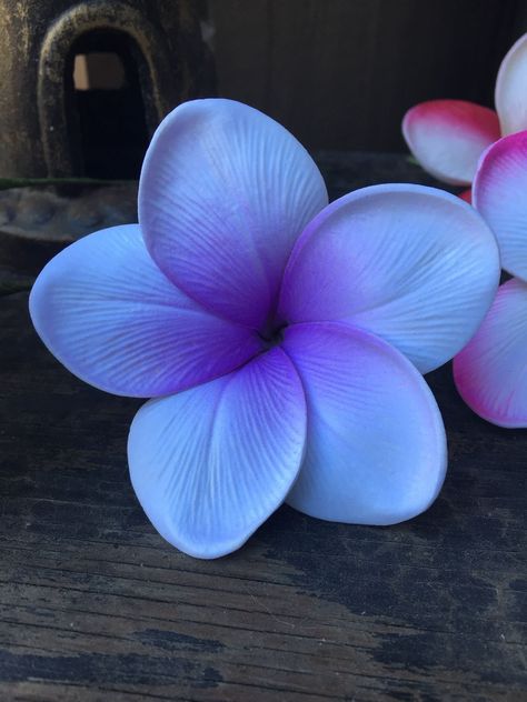 Fiori Frangipani, Flower Pot Design, Flower Picks, Plumeria Flowers, One Flower, Blue Bouquet, Hawaiian Flowers, White Bouquet, Healing Herbs