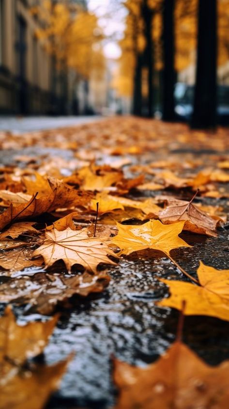 Autumn leaves fallen street plant leaf. | premium image by rawpixel.com / kanokrat ploytabtim Fall Leaves Picture Ideas, Fallen Leaves Aesthetic, Fall Foliage Aesthetic, Autumn Trees Photography, Autumn City Aesthetic, Autumn Leaf Photography, Fall Leaves Images, Fall Leaves Pictures, Fall Leaves Aesthetic