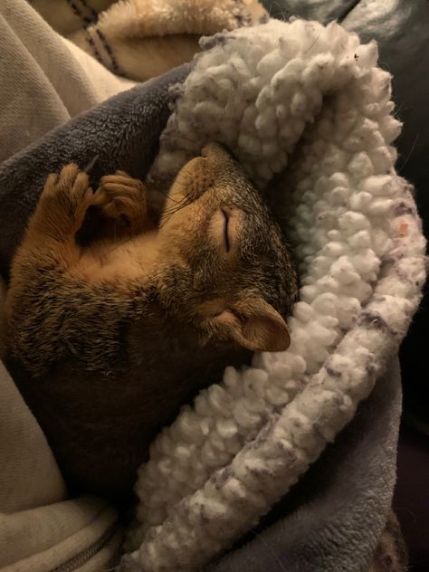 Squirrel Dressed Up, Squirrel Aesthetic, Squirrel Pet, Pet Squirrel, Fall Animals, Squirrel Pictures, Cute Squirrel, Baby Squirrel, Long Day