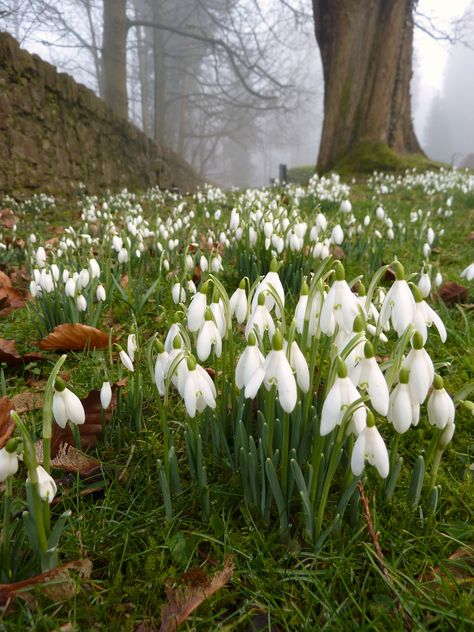 Spring Landscape Photography, Snow Drops Flowers, First Flowers Of Spring, Snowdrop Flower, Spring Scenery, Spring Images, Cold Spring, Flower Therapy, Spring Aesthetic