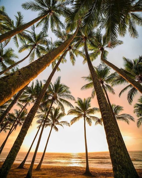 Coconut Bowls™ on Instagram: “✨ Find us under the palms ✨🌴 ​We are so grateful for the magnificent Coconut Tree + all it provides 🥥 ​ These amazing plants provide an…” Palm Tree Photography, Palm Cove, City Nature, Scary Wallpaper, Pool Villa, Beach Sunrise, The Great Barrier Reef, Beach Cottage Decor, The Palms