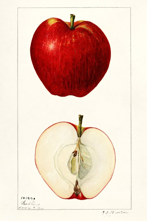 Apples (Malus Domestica) (1925) by Amanda Almira Newton. Original from U.S. Department of Agriculture Pomological Watercolor Collection. Rare and Special Collections, National Agricultural Library. Digitally enhanced by rawpixel. | free image by rawpixel.com Botanical Art Vintage, Fruit Botanical, Illustration Botanique Vintage, Apple Illustration, Watercolor Collection, Free Illustration Images, Apple Art, Botanical Illustration Vintage, Botanical Print Set