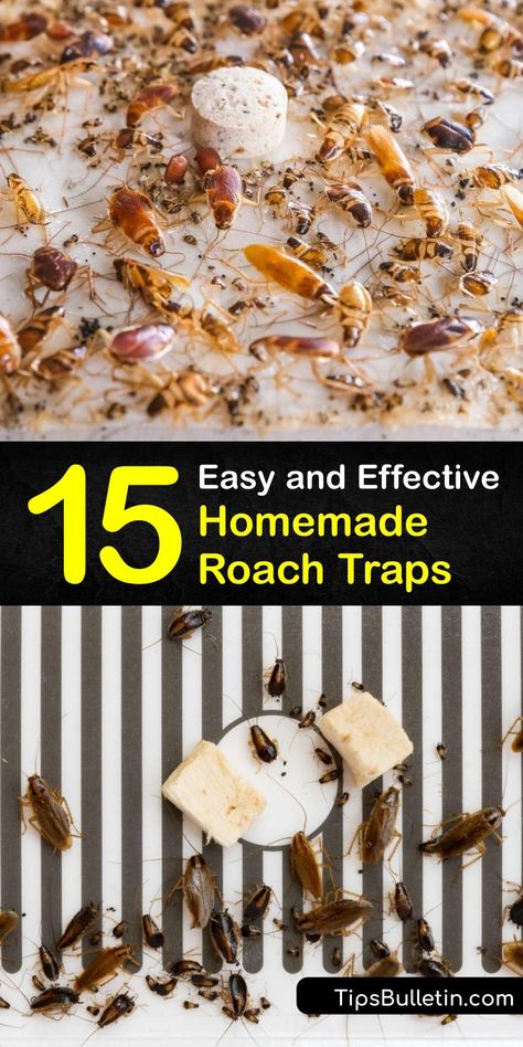 Learn about cockroach bait and constructing a homemade trap for the German cockroach, Oriental cockroach, and American cockroach. Combine a roach bait like peanut butter or wine with a DIY trap idea and get rid of your roach infestation fast. #homemade #roach #traps Home Remedies For Cockroaches, Kill Roaches Naturally, Home Remedies For Roaches, Checklist New Home, Cockroach Repellent, Roach Infestation, Repellent Diy, Diy Bug Repellent, German Cockroach