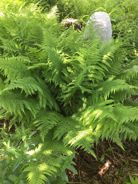 Lady Fern, Garden Inspiration, Fern, Herbs, Plants