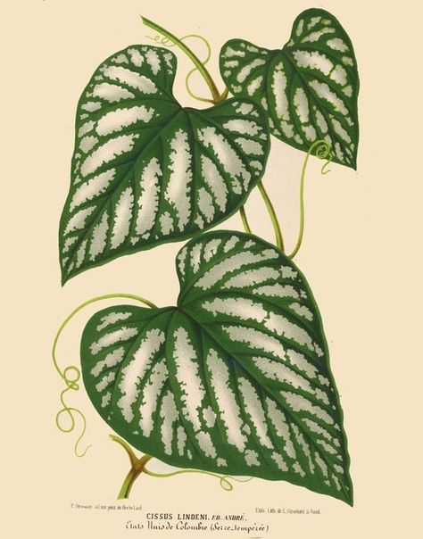 Illustration Botanique Vintage, French Illustration, Plant Wall Decor, Flowers Illustration, Illustration Botanique, Botanical Illustration Vintage, Leaf Drawing, Antique Illustration, Trendy Flowers