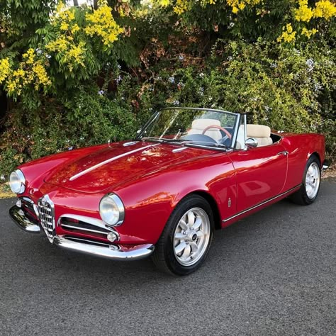 Beverly Hills Car Club Inc. on Instagram: “Yes or No to this Alfa Romeo? 1960 Alfa Romeo Giulietta Spider Available in Red with Beige interior. $52,500 📩 #DM for more information.” Red Alfa Romeo, Vintage Alfa Romeo, Classic Alfa Romeo, 1960 Cars, Alfa Romeo Vintage, Alfa Romeo Giulietta Spider, Alfa Romeo Giulia Quadrifoglio, Classic Convertible, Bmw Classic Cars