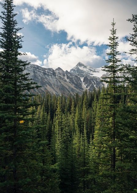 Green pine forest with rockies mountain ... | Premium Photo #Freepik #photo #pine-forest #forest-mountains #tree-landscape #valley Pine Trees And Mountains, Fantasy Pine Forest, Pine Forest Landscape, Pine Tree Photography, Pine Tree Landscape, Mountain And Forest, Mountain Trees, Pine Tree Forest, Pine Trees Forest