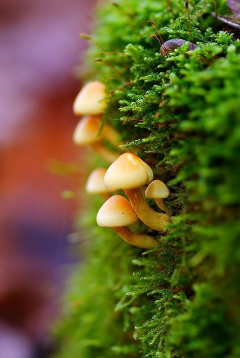 Fungi Photography, Woodland Photography, Macro Photography Insects, Macro Photography Tips, Foto Macro, Macro Photography Nature, Micro Photography, Texture Photography, Mushroom Fungi