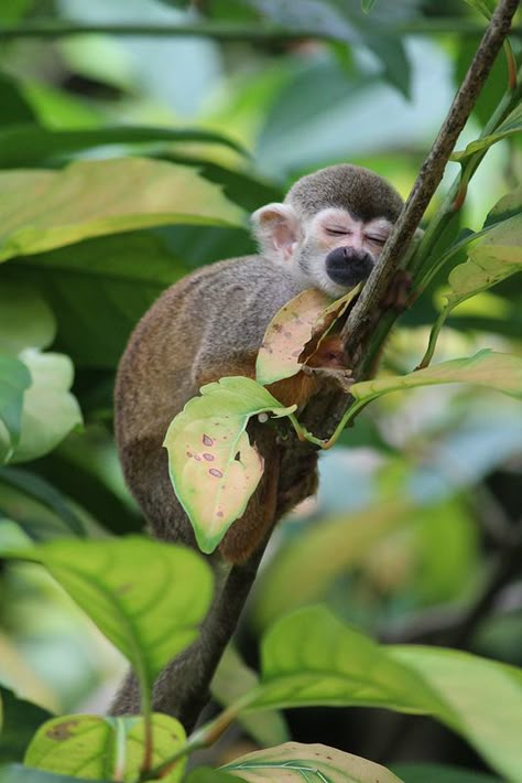 Small Monkey, Squirrel Monkey, Baby Monkeys, Cute Monkey, Monkey Business, In The Jungle, African Safari, Primates, Sweet Animals