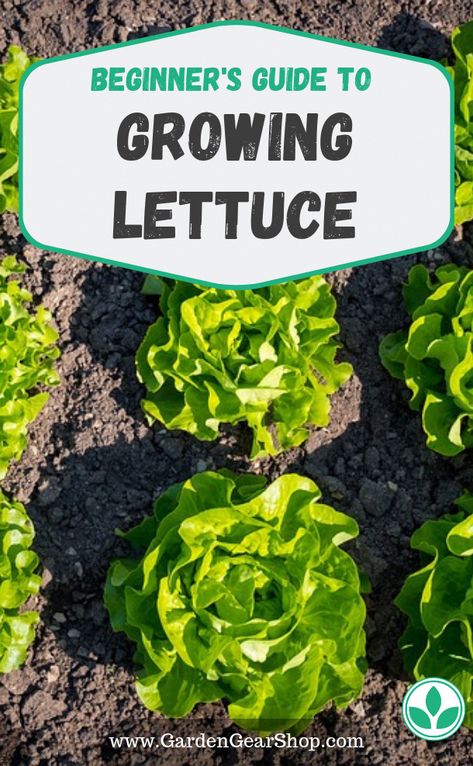 Growing Butter Lettuce, Growing Lettuce From Seed, Lettuce Garden Ideas, How To Plant Lettuce, Small Backyard Gardening, Planting Lettuce Seeds, Lettuce Gardening, Growing Lettuce In Containers, Plant Lettuce