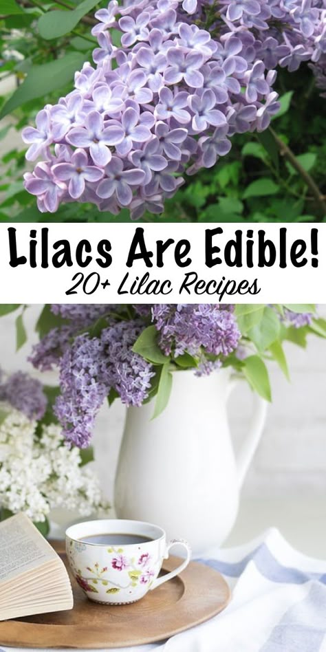 20+ Ways to use lilacs ~ Did you know lilacs are edible flowers? Here's 20+ recipes using lilacs for your spring kitchen.  (Plus historical medicinal ways to use lilacs) What Flowers Are Edible, Things To Do With Lilac Flowers, Uses For Lilac Flowers, Lilac Flower Uses, Lilac Tea Recipe, What To Do With Lilac Flowers, Flower Baking Recipes, Lilac Flower Recipes, Lilac Recipes Edible Flowers