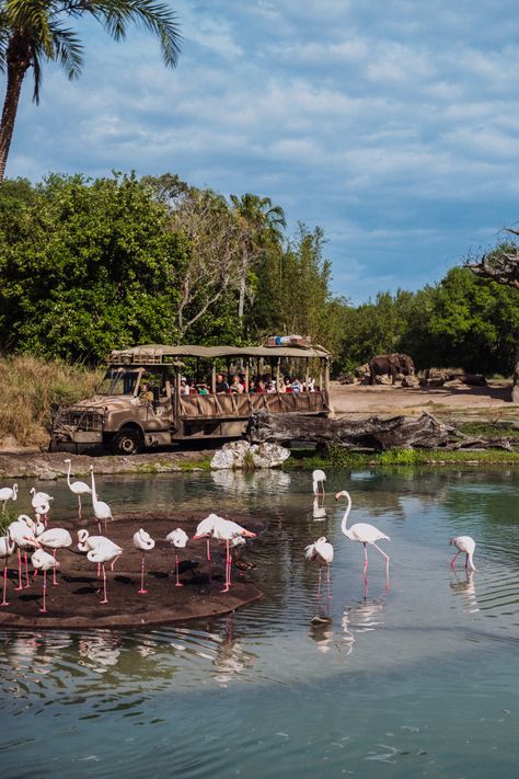 Kilimanjaro Safari Ride at Animal Kingdom in Walt Disney World! A great shot of the ride with elephants and flamingos! Kilimanjaro Safari Animal Kingdom, Disney’s Animal Kingdom, Disney World Magic Kingdom Rides, Animal Kingdom Aesthetic, Magic Kingdom Aesthetic, Animal Kingdom Restaurants, Animal Kingdom Rides, Walt Disney World Rides, Animal Kingdom Safari