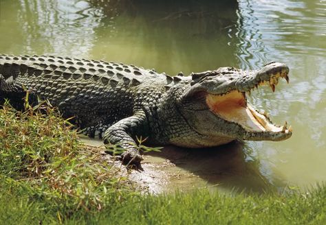 The 25 Biggest Living Things on Earth Crocodile Facts, Estuarine Crocodile, Crocodile Species, Swamp Theme, Wildlife Of India, Reading Chart, Saltwater Crocodile, American Alligator, Unit Studies