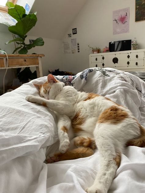 Cats And Owners Aesthetic, Living With A Cat In An Apartment, Cat In Bedroom Aesthetic, Cats At Home Aesthetic, Cats In Apartments Aesthetic, Cats In House Aesthetic, Cat In House Aesthetic, Cat In Room Aesthetic, Cozy Home With Cat