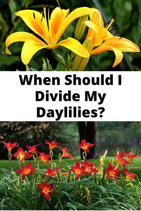 Splitting Day Lillies, Dividing Day Lilies, Day Lily Landscaping, Lily Flower Bed Ideas, Daylillies Landscaping, Day Lilies Landscaping, Daylilies Landscaping, Day Lily Garden, Day Lilies Care