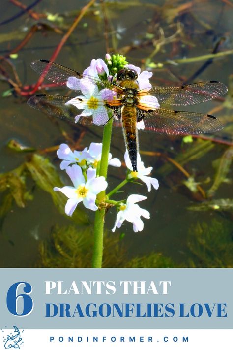 Plants For Dragonflies, How To Attract Dragonflies To Your Yard, Flowers That Attract Dragonflies, Dragonfly Attracting Plants, Dragonfly Pond Diy, Dragonfly Habitat Project, Dragonfly Friendly Plants, Types Of Dragonflies, Attract Dragonflies