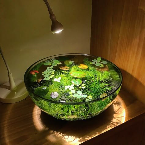 Water Garden Ideas, Bowl Aquarium, Indoor Pond, Tanaman Air, Brown Tips, Kolam Koi, Taman Air, Indoor Water Garden, نباتات منزلية