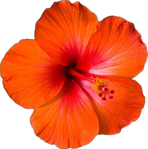 unknown photographer Fragrance Oils For Candles, Orange Hibiscus, Iphone Ideas, Candle Making Supplies, Black Love Couples, Scrapbook Materials, Fragrance Oils, Tropical Plants, Candle Making