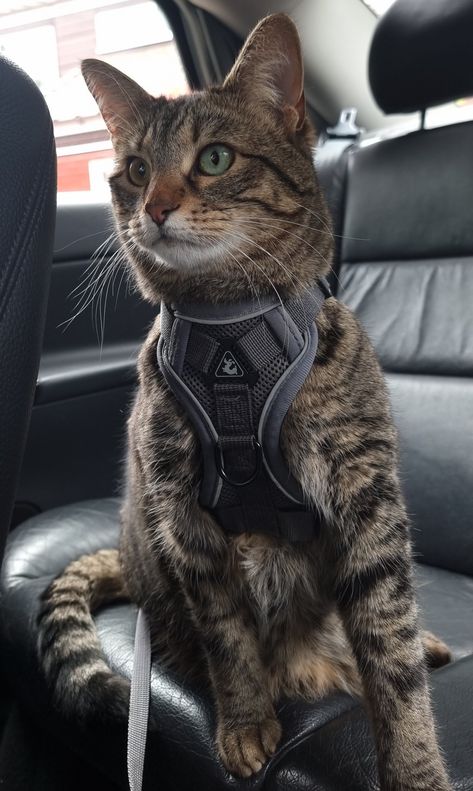 Cat body armour, harness, safety Cat In Harness, Harness Training Cat, Harness Aesthetic, Cat Memes Wallpaper, Cat Leash And Harness, Cat Harness And Leash, Service Cat, Animals In Love, Dog Equipment