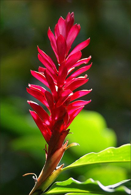 Growing Ginger Indoors, Ginger Plants, Reduction Linocut, Amazon Flowers, Hawaiian Plants, Ginger Plant, Pink Ginger, Ginger Flower, Tropical Flower Plants