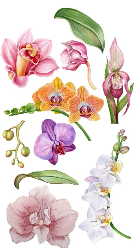 How To Draw An Orchid, Orchid On Tree, Orchid Drawing Simple, Orchid Flower Drawing, Orchid Artwork, Orchids Drawing, Purple Orchid Tattoo, Orchid Meaning, Orchids Watercolor