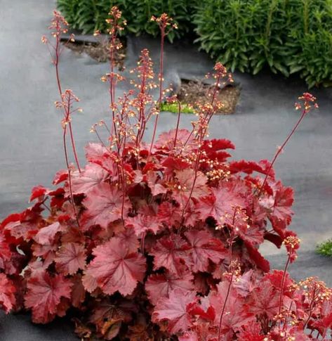 Coral Bells Plant, Burgundy Foliage, Coral Bells Heuchera, Butterflies And Hummingbirds, Northern Exposure, Blankets For Winter, Coral Bells, Perennial Border, Floral Alphabet