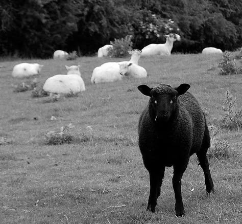 she was the Black sheep of the family and the community Black Sheep Photography, Sheep Dog Aesthetic, Black Sheep Of The Family Aesthetic, Black Sheep Wallpaper, Creepy Sheep, Black Sheep Aesthetic, Black Sheep Art, Sheep Aesthetic, Sheep Quote