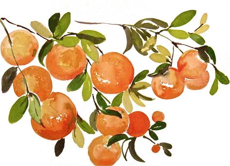 another LOOK: Orange Branches - watercolor fruit by Gretchen Kelly Orange Watercolor, Wall Decor Kitchen, Orange Painting, Watercolor Fruit, Original Watercolor Art, Fruit Illustration, Fruit Painting, Plant Drawing, My Art Studio