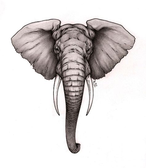 1000+ images about Elephants: Illustrations on Pinterest ... Elephant Head Drawing, Elephant Head Tattoo, Elephant Skull, Elephant Sketch, Tattoo Samples, Svg Animals, Tattoo Beautiful, Elephant Tattoo Design, Beautiful Elephant