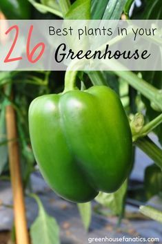 Inside A Greenhouse, Window Greenhouse, Green House Ideas, Greenhouse Vegetables, Best Greenhouse, Winter Greenhouse, Diy Greenhouse Plans, Hobby Greenhouse, Outdoor Greenhouse