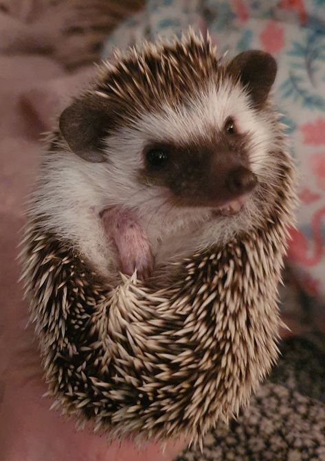 African pygmy hedgehog African Pygmy Hedgehog, African Hedgehog, Kawaii Hedgehog, Pet Hedgehog, Pygmy Hedgehog, Hedge Hog, Hedgehog Pet, Cute Hedgehog, Girls Cartoon