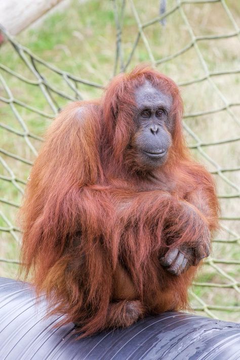 Birthday Girl Amy is 32 today and one of the first residents of Monkey World :) Monkey Family, Girl Monkey, Types Of Monkeys, Zoo Zoo, Monkey World, Go Ape, Monkey Girl, Mountain Gorilla, Great Ape