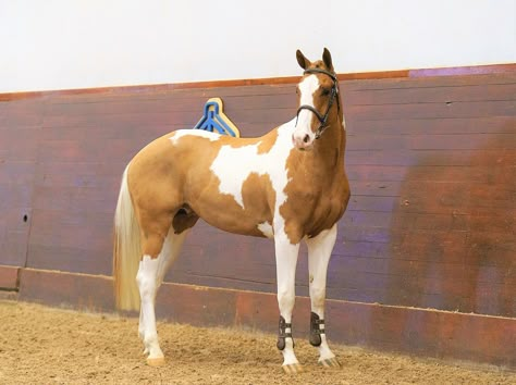 Tobiano Warmblood, Swedish Warmblood, Warmblood Stallion, Stable Style, Horses Stuff, Warmblood Horses, Coat Ideas, Gorgeous Horses, Horse Coats