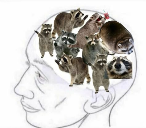 Raccoon And Possum Matching Pfp, Raccoon Aesthetic Wallpaper, Funny Raccoon Pictures, Raccoon Fursona, Raccoons Cute, Raccoon Pfp, Fat Raccoon, Racoon Funny, Image Joker