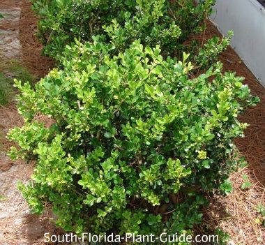 Japanese Boxwood Buxus microphylla The classy, very hardy Japanese boxwood is the ideal low-maintenance green shrub for South Florida homeowners. Japanese Boxwood Front Yard, Japanese Boxwood Landscaping, Low Maintenance Landscape Ideas, Front Porch Landscaping, Japanese Boxwood, Boxwood Landscaping, Low Maintenance Landscape, Low Maintenance Landscaping Front Yard, Landscaping Shrubs