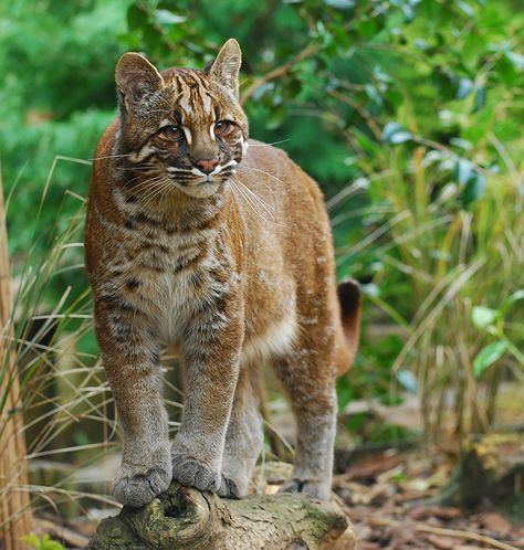 Asian Golden Cat (Catopuma Temminckii) Asian Golden Cat, Types Of Wild Cats, Bay Cat, Black Footed Cat, Wild Cat Species, Asian Cat, Asian Leopard Cat, Golden Cat, Small Wild Cats